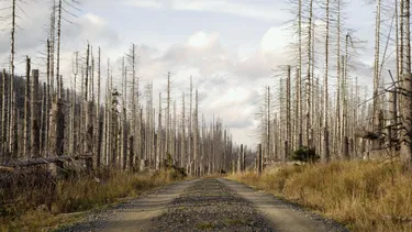 Weg im Wald