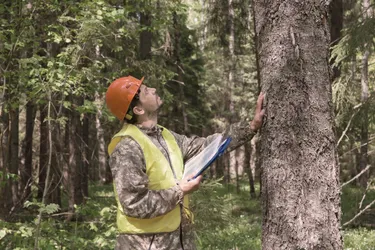 Mann prüft einen Baum
