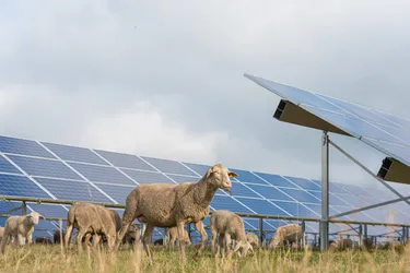 Eine Herde Schafe steht auf einem Feld vor Solarpanelen.